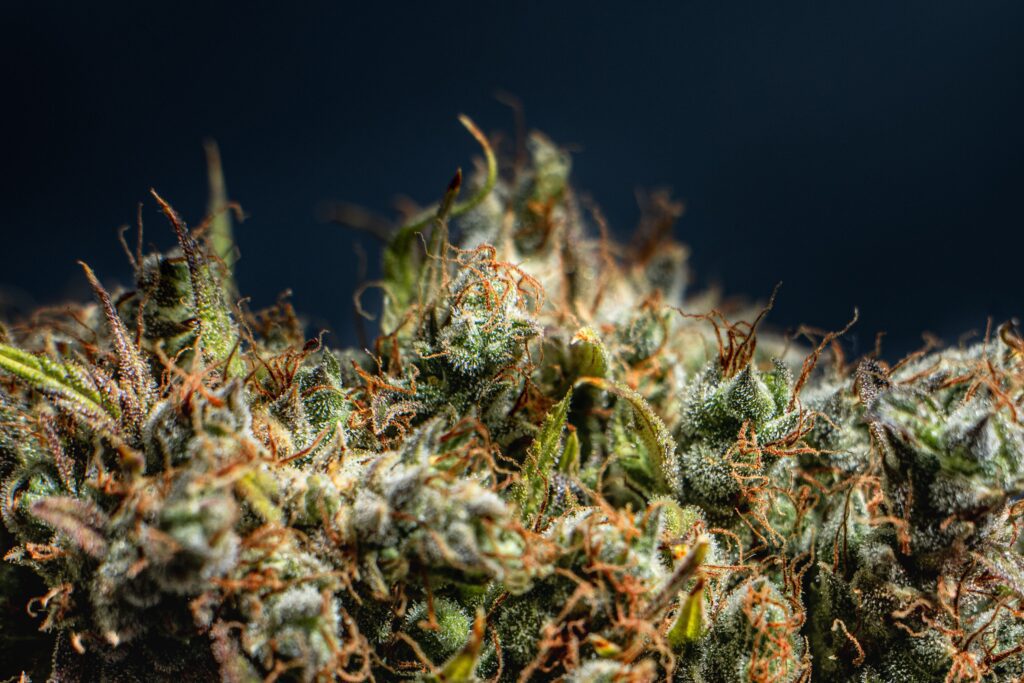 A closeup shot of a flowered kush cannabis plant on a dark background