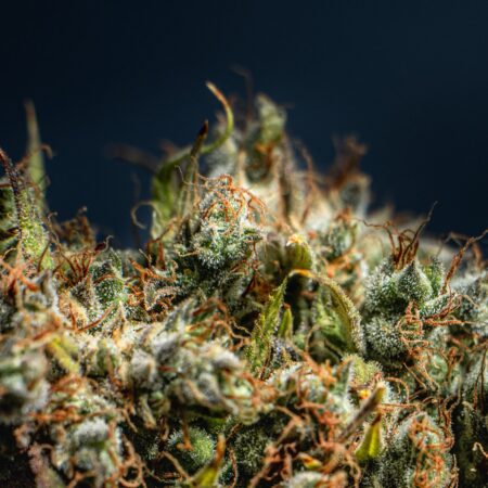 A closeup shot of a flowered kush cannabis plant on a dark background