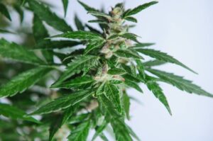 Découvrez le CBG (Cannabigerol)